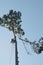 Arborist Climbs Tall Pine