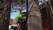 Arborist climbs a tree trunk