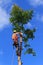 An arborist cutting down an avocado tree with a chainsaw