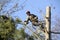 Arborist cutting tree