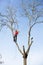 An arborist cutting a tree