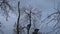 An arborist cutting a tree with a chainsaw