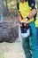 Arborist cutting a tree with a chainsaw