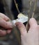 Arborist hands pruning tree with a knife