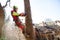 Arborist man cutting a branches with chainsaw and throw on a ground. The worker with helmet working at height on the trees. Lumber