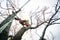 Arborist man cutting a branches with chainsaw and throw on a ground. The worker with helmet working at height on the trees. Lumber