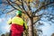 Arborist man preparing for climbing on a tree. The worker with helmet working at height on the trees. Lumberjack working with chai