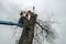 Arborist in platform cutting old oak with chainsaw.