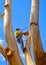 Arborist pruning a large tree with chain saw and safety ropes