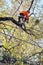 Arborist pruning tree branches .