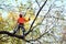 Arborist pruning tree branches .