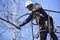 Arborist pruning tree with a handsaw using truck-mounted lift