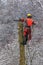 Arborist in safety harness cutting spruce with chainsaw from height. Removing trees in winter. Dangerous work. Safety