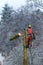 Arborist in safety harness cutting spruce with chainsaw from height. Removing trees in winter. Dangerous work. Safety