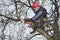 Arborist sawing wood chainsaw at the height