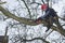 Arborist sawing wood chainsaw at the height