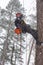 Arborist sawing wood chainsaw at the height in a snowstorm