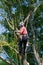 Arborist standing up a large tree