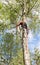 Arborist throws off branches