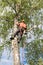 Arborist throws the rope through the branch