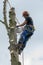 Arborist on tree stem using a chainsaw