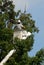 Arborist Trimming Tree