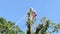 Arborist using a chainsaw and safety ropes up a tree.