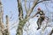 An arborist using a chainsaw to cut a walnut tree