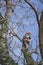 An arborist using a chainsaw to cut a walnut tree