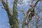 An arborist using a chainsaw to cut a walnut tree