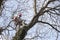 An arborist using a chainsaw to cut a walnut tree