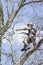 An arborist using a chainsaw to cut a walnut tree