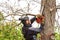 Arborist using a chainsaw to cut a walnut tree. Lumberjack with saw and harness pruning a tree.