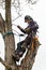 Arborist using a chainsaw to cut a walnut tree. Lumberjack with saw and harness pruning a tree.