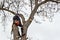 Arborist using a chainsaw to cut a walnut tree. Lumberjack with saw and harness pruning a tree.