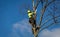 Arborist wearing ropes and harness trims tall birch tree