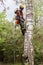 The arborist works on a birch trunk