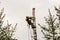 The arborist works on a birch trunk