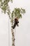 Arborist works on the top of a birch tree