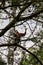 Arborist works on a tree in the forest