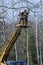 Arborists cut branches of a tree with chainsaw using truck-mounted lift