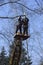 Arborists cut branches of a tree with chainsaw using truck-mounted lift