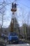 Arborists cut branches of a tree with chainsaw using truck-mounted lift