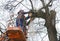 Arborists cut branches of a tree with chainsaw using truck-mounted lift. Kiev, Ukraine