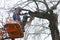 Arborists cut branches of a tree with chainsaw using truck-mounted lift. Kiev, Ukraine