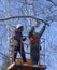 Arborists cutting branches of a tree with chainsaw using truck-mounted lift, city park. Kyiv, Ukraine