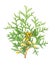 Arborvitae branch, isolated on white background. Green thuja sprig.