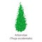 Arborvitae icon, flat style