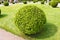 Arborvitae (lat. Thuja) round bush