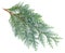 Arborvitae leaves on a white background